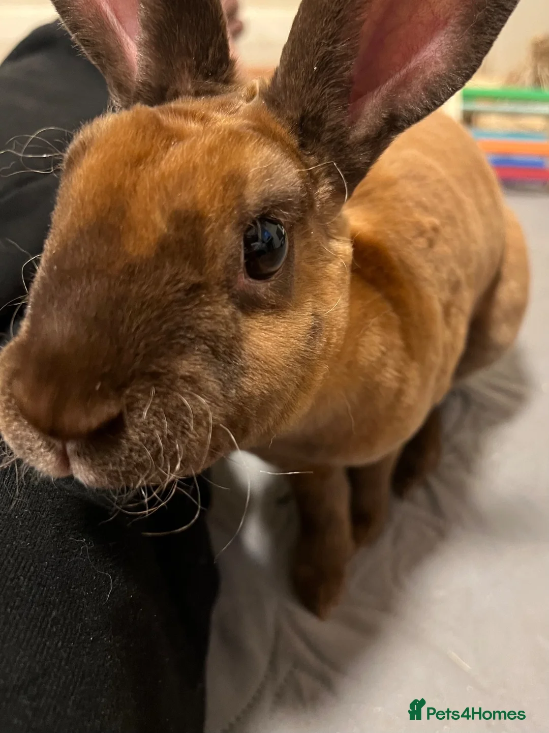 Rex rabbits for sale: Mini Rex Buck - 1 year 11 months - Advert 6