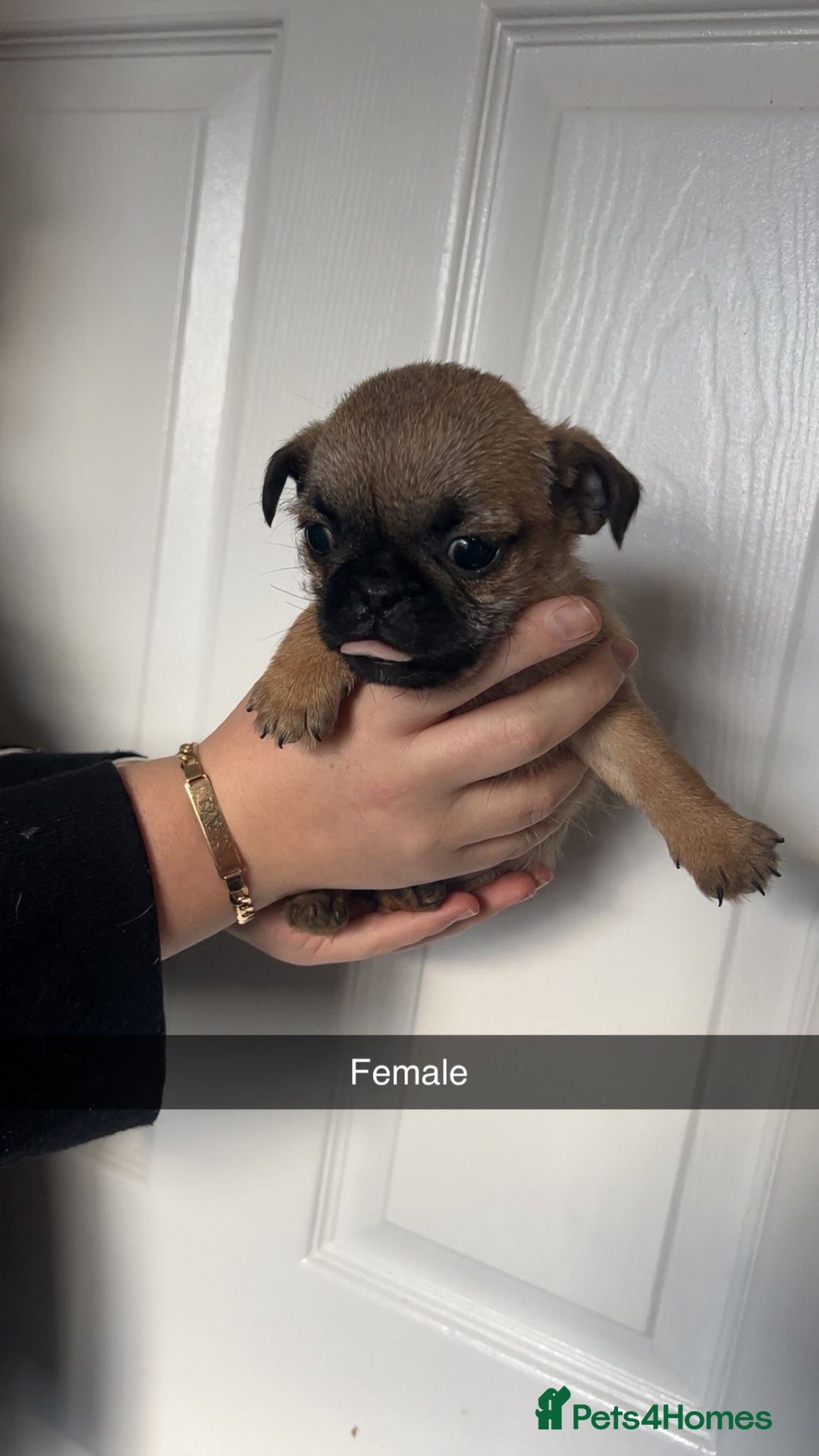 Mixed Breed dogs for sale: Beautiful litter of pug cross shih-tzu  ♥️ - Advert 12