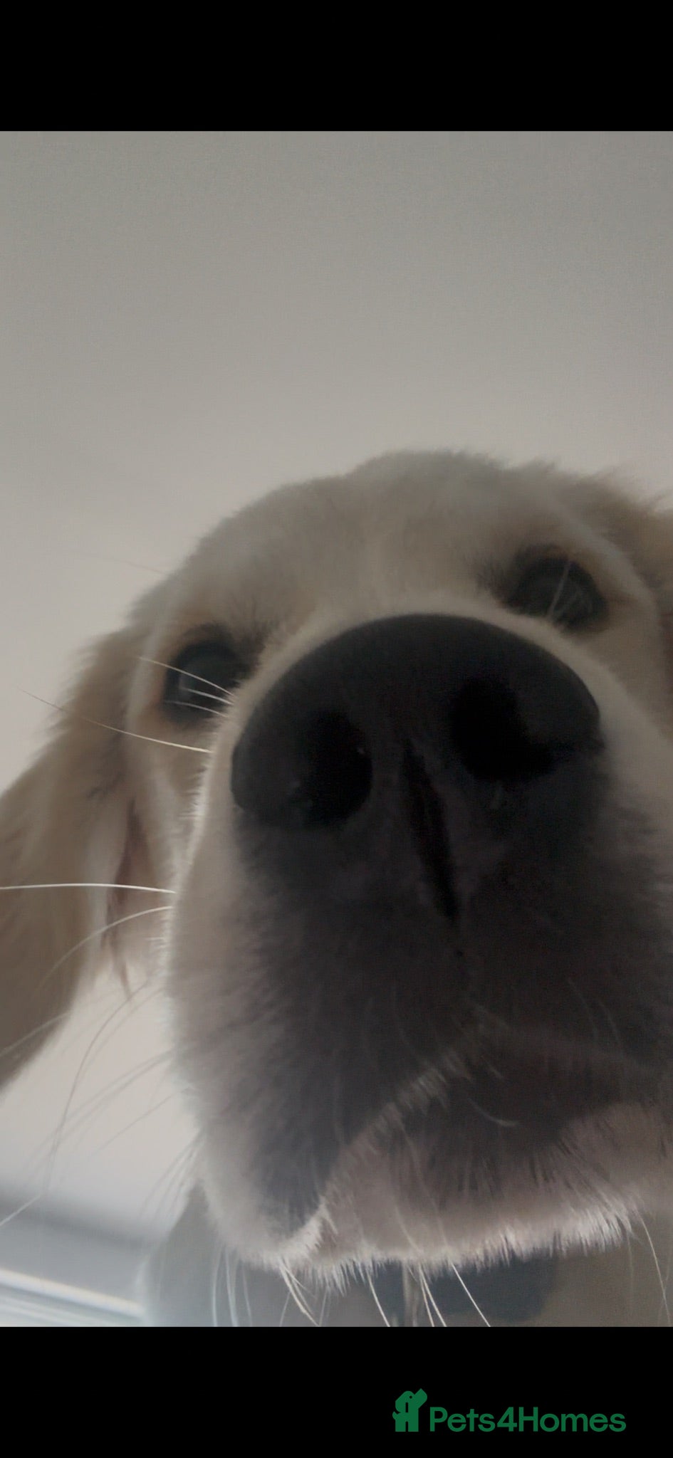 Golden Retriever dogs Beautiful 5 Month Golden Retriever Boy 😍 - Advert 1