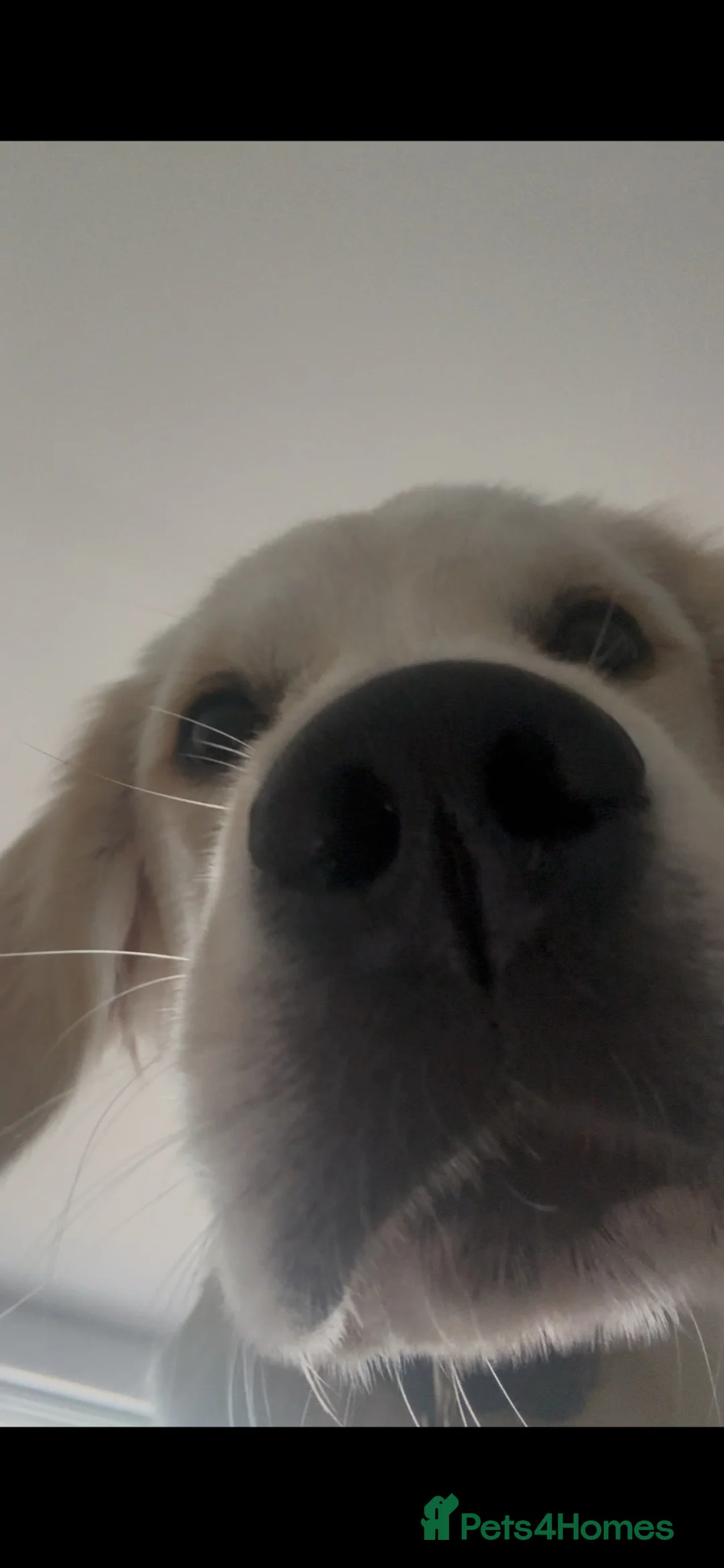 Golden Retriever dogs for sale: Beautiful 5 Month Golden Retriever Boy 😍 - Advert 1