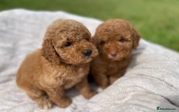 Cockapoo dogs for sale: Chocolate F1b Cockapoo’s - Image 22