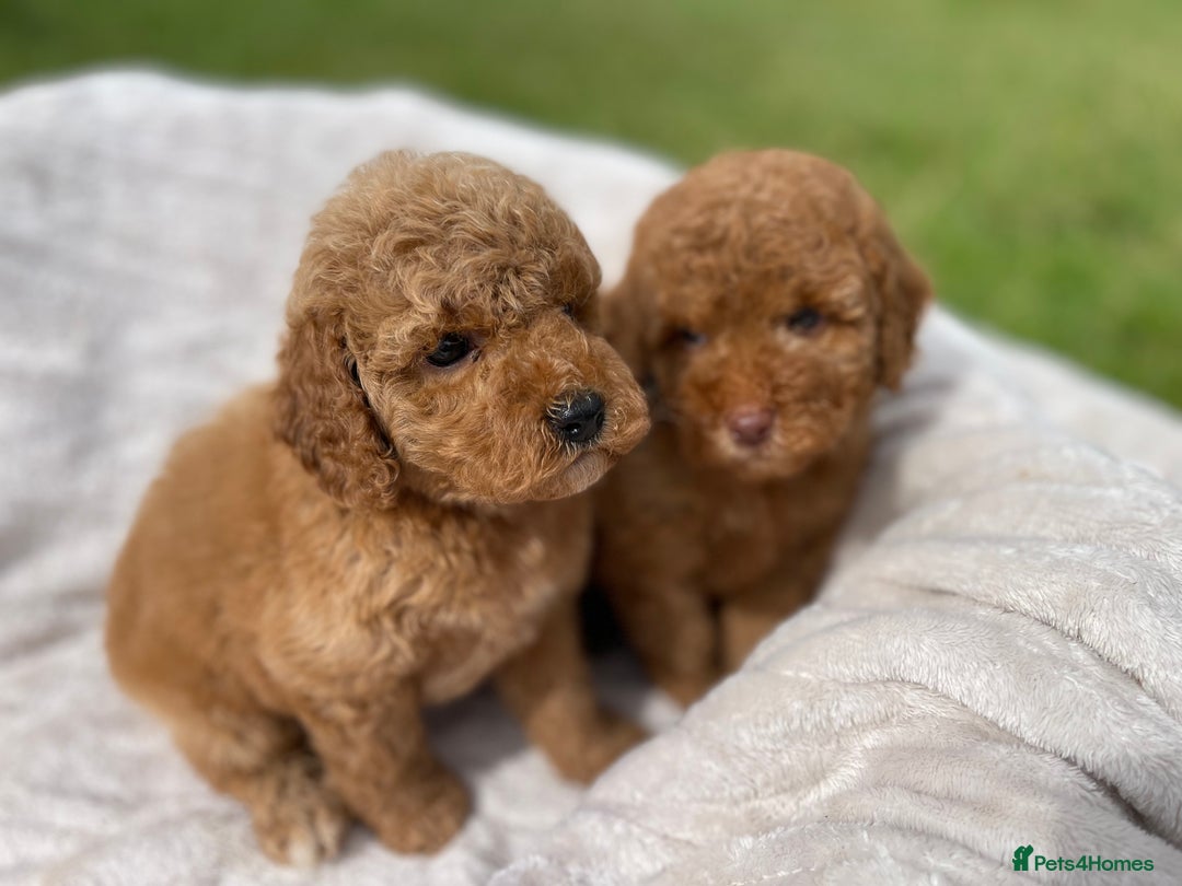 Cockapoo dogs for sale: Chocolate F1b Cockapoo’s - Image 22