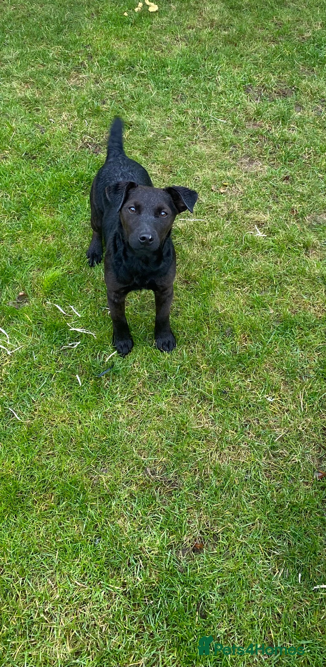 Jack Russell dogs for sale: 2 beautiful dogs for sale - Advert 6