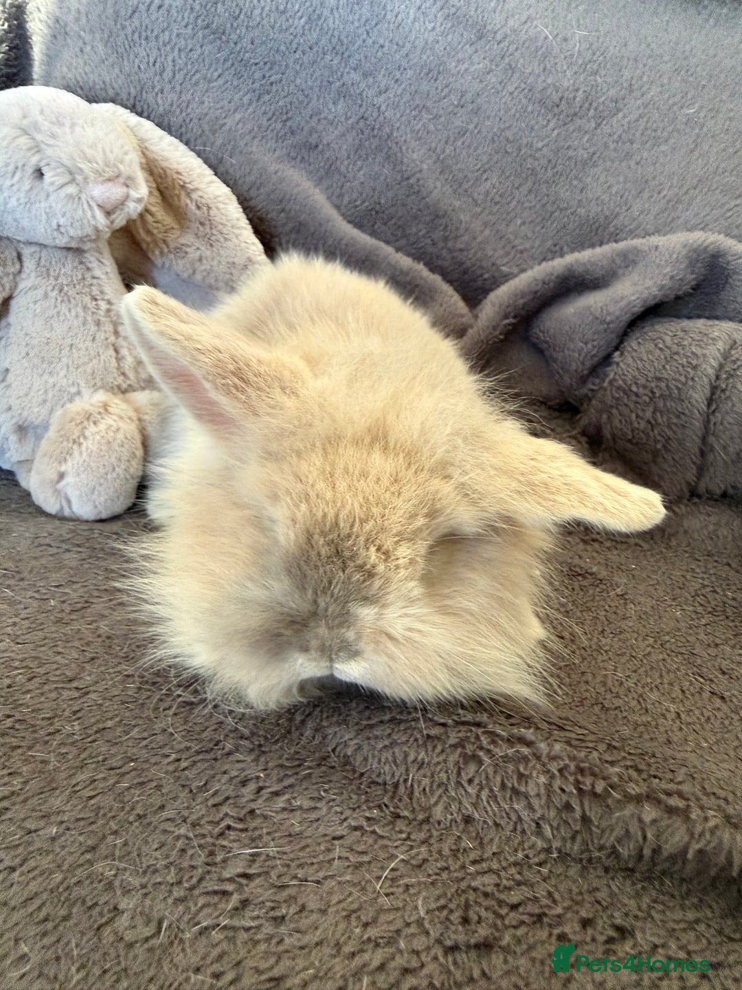 Mixed Breed rabbits for sale: Beautiful friendly baby bunnies ready in 4 weeks  - Advert 33