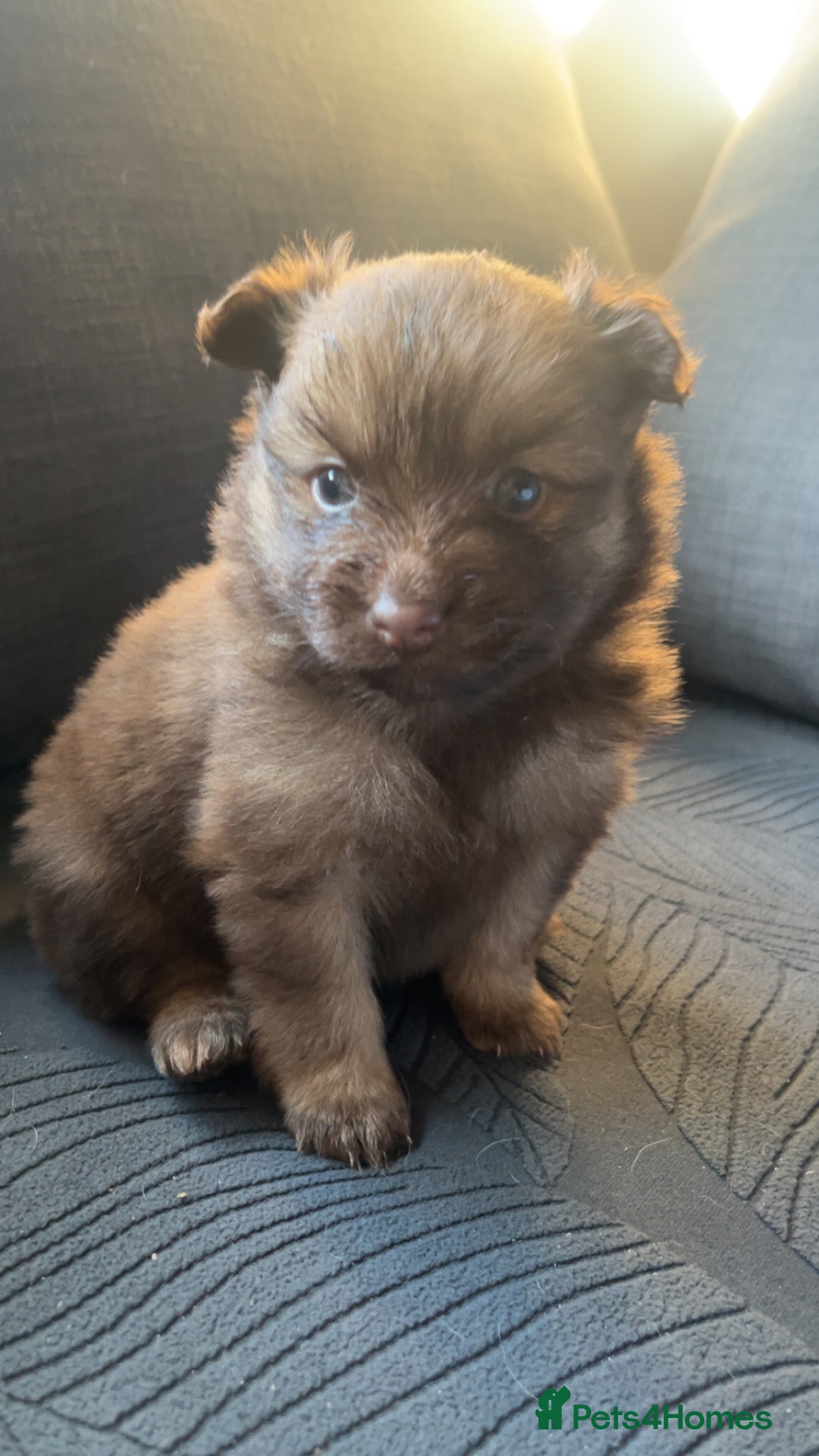 Pomchi dogs for sale: Pomeranian x pomchi puppys - Advert 7