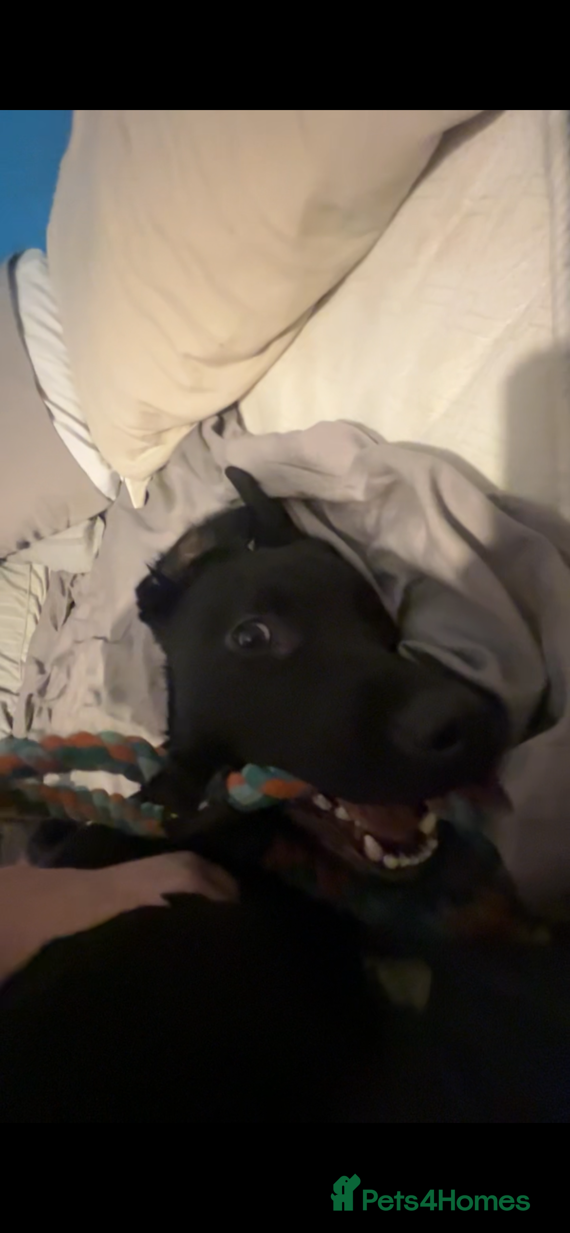 Labrador Retriever dogs Otis  - Advert 2