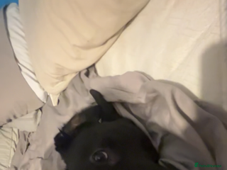 Labrador Retriever dogs Otis - Advert 16