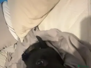 Labrador Retriever dogs Otis - Advert 2