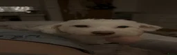 Bichon Frise dogs for sale: Beautiful bichon puppies  - Advert 5