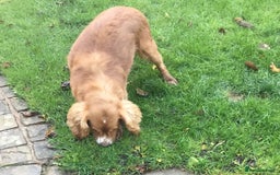 Cocker Spaniel dogs for sale: KC COCKERS HT PARENTS PUPPIES FOR SALE  - Image 8