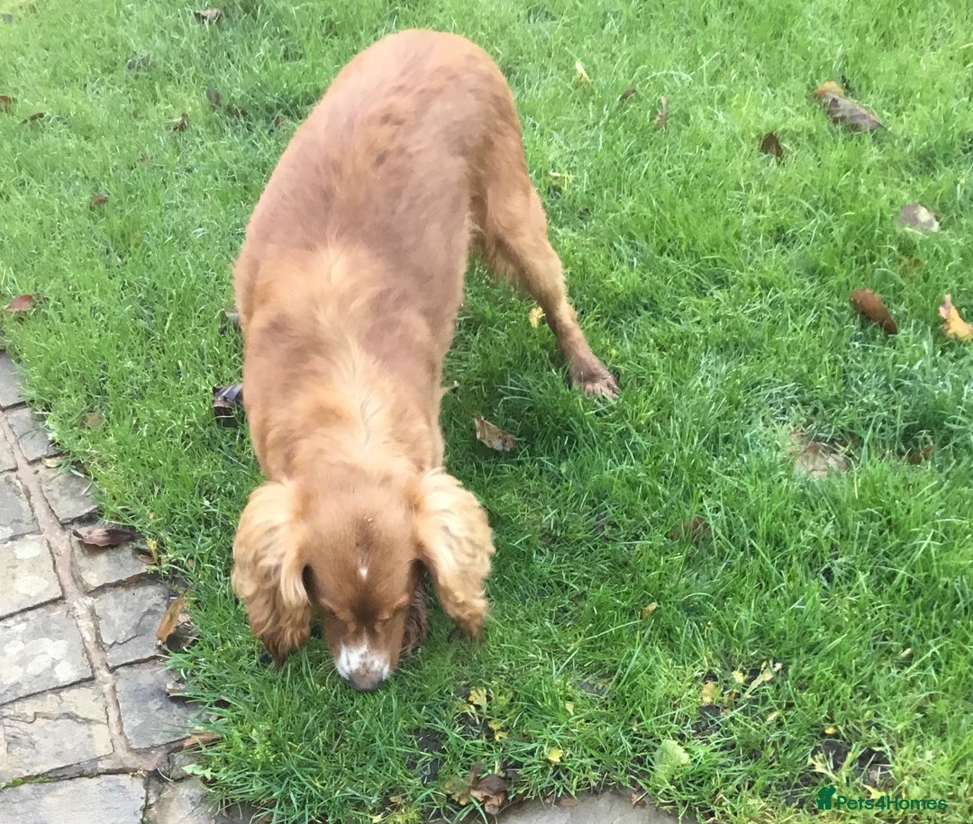 Cocker Spaniel dogs for sale: KC COCKERS HT PARENTS PUPPIES FOR SALE  - Image 8