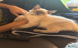 Ragdoll cats for sale: Male ragdoll for sale  - Image 6