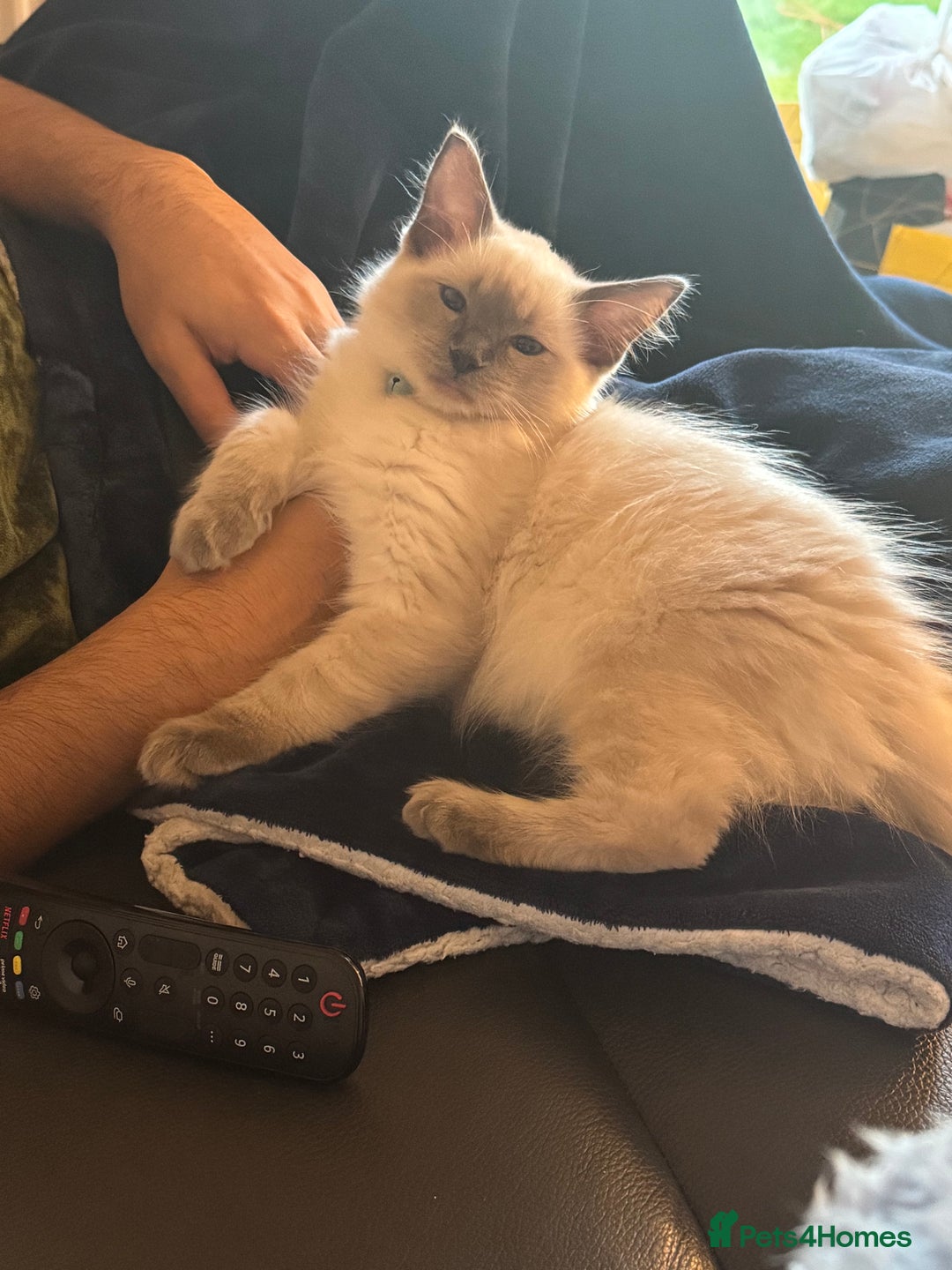 Ragdoll cats for sale: Male ragdoll for sale  - Image 6