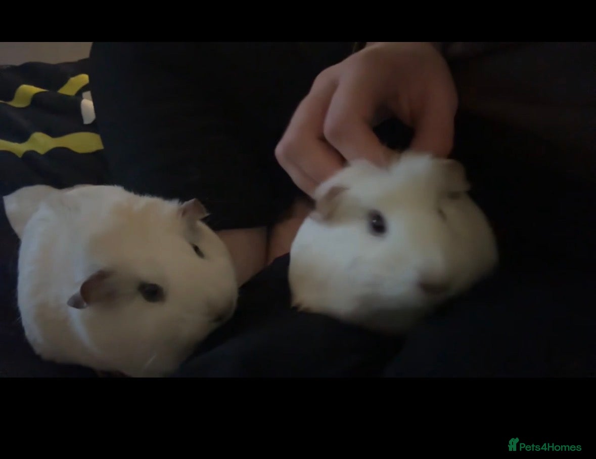 Guinea Pig rodents for sale: 2 White Hair Guinea Pigs - Advert 1