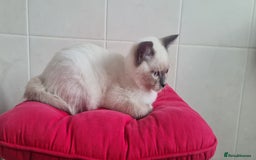 British Shorthair cats for sale: Beautiful Colorpoint British Shorthair - Image 4