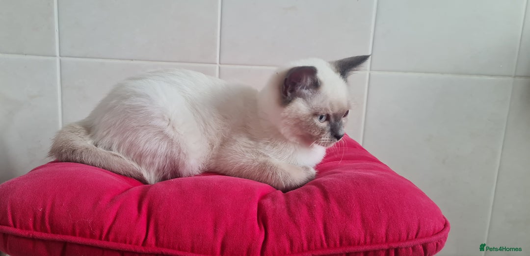 British Shorthair cats for sale: Beautiful Colorpoint British Shorthair - Image 4