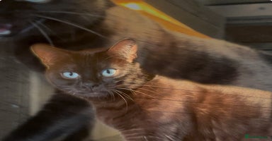 Bengal cats - Advert 7
