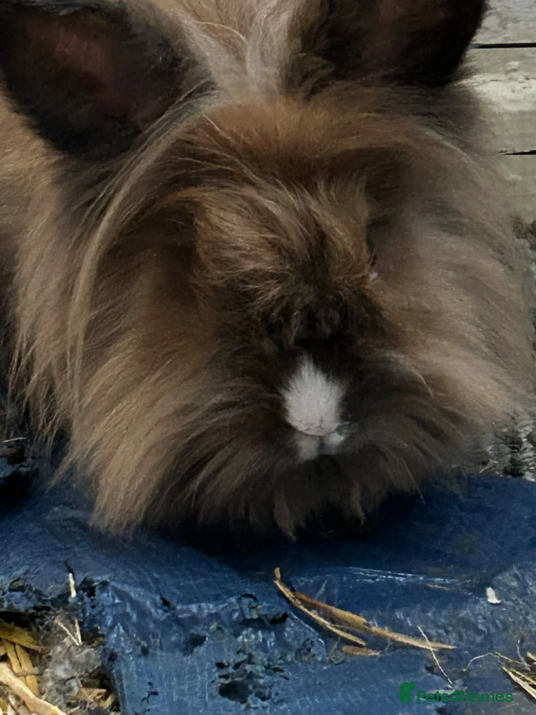 Lionhead rabbits for sale: Beautiful rabbits needing immediate home in Belfast - Advert 2