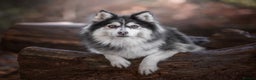 Pomsky dogs for stud: F2 Rare Blue/White Pomsky Proven Stud-US Import in Leeds - Advert 29