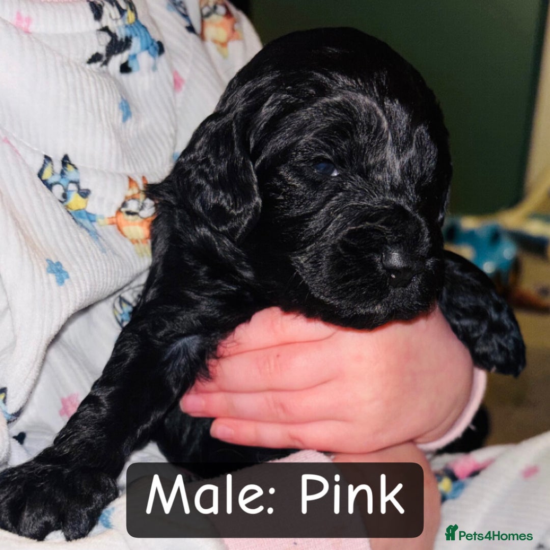 Cockapoo dogs for sale: Beautiful F1B Cockapoo Puppies Available 🐾 - Advert 5