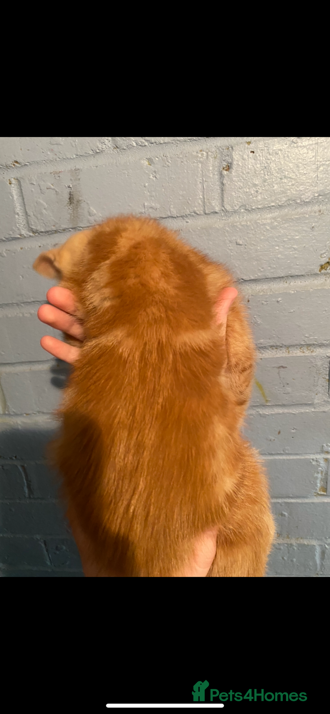 British Shorthair cats for sale: Stunning kitten boy £180  - Image 7
