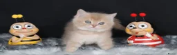 British Shorthair cats for sale: Registered Golden British Shorthaired kittens - Advert 14