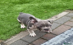 French Bulldog dogs for sale: KC Registered Frenchies ONLY 3 LEFT - Image 25