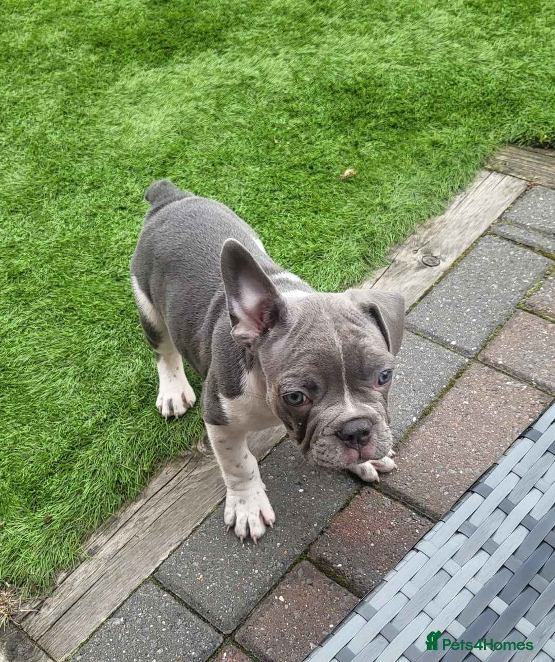 French Bulldog dogs for sale: KC Registered Frenchies ONLY 3 LEFT - Image 25