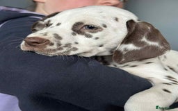 Dalmatian dogs for sale: KC Dalmatian Puppies  - Advert 17