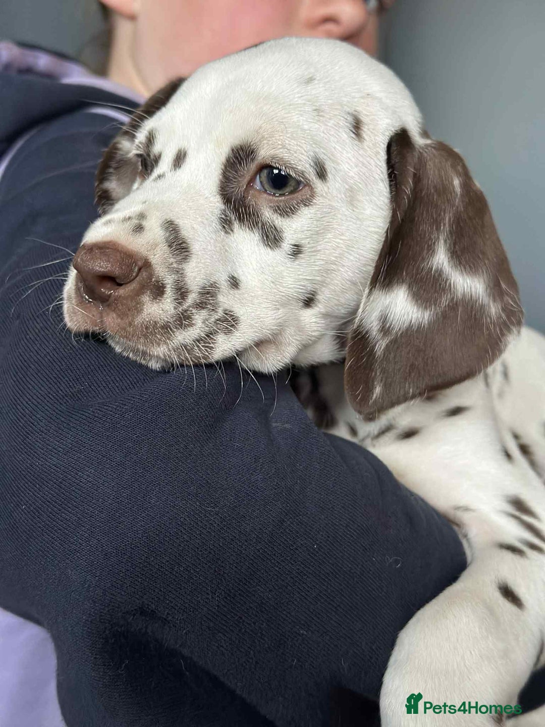 Dalmatian dogs for sale: KC Dalmatian Puppies  - Advert 17