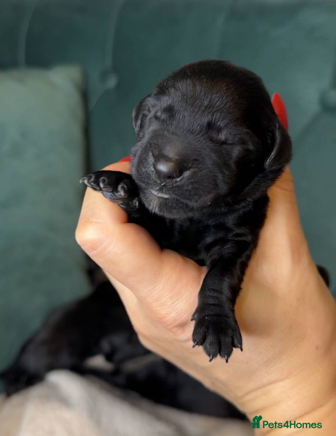 Goldendoodle dogs for sale: F1 Goldendoodle black Puppies - Image 9