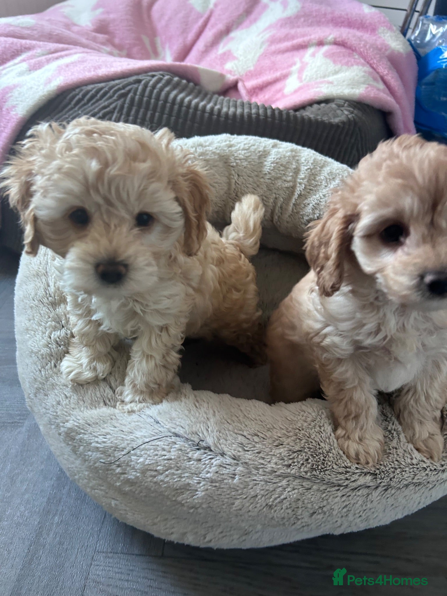 Cavapoochon dogs Cavapoochon puppies - Advert 18