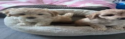 Cavapoochon dogs for sale: Cavapoochon puppies in Sutton Coldfield - Advert 1