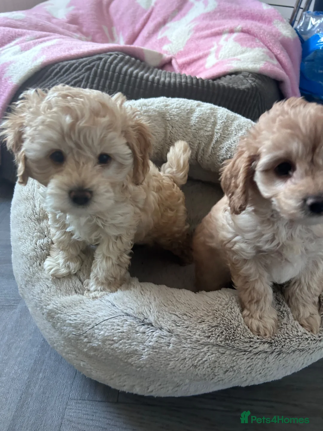 Cavapoochon dogs for sale: Cavapoochon puppies in Sutton Coldfield - Advert 1