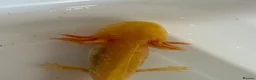 Axolotl reptiles for sale: Axolotl - Advert 22