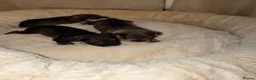 Miniature Schnauzer dogs for sale: Miniature Schnauzer Puppies 4 girls 3 boys.  - Advert 4