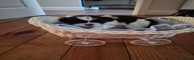 Shih Tzu 4