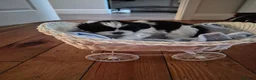Shih Tzu dogs for sale: Shi tzu puppies  in Redcar - Advert 11