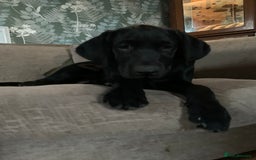 Labrador Retriever dogs for sale: KC Labrador puppy 🐾 - Image 3