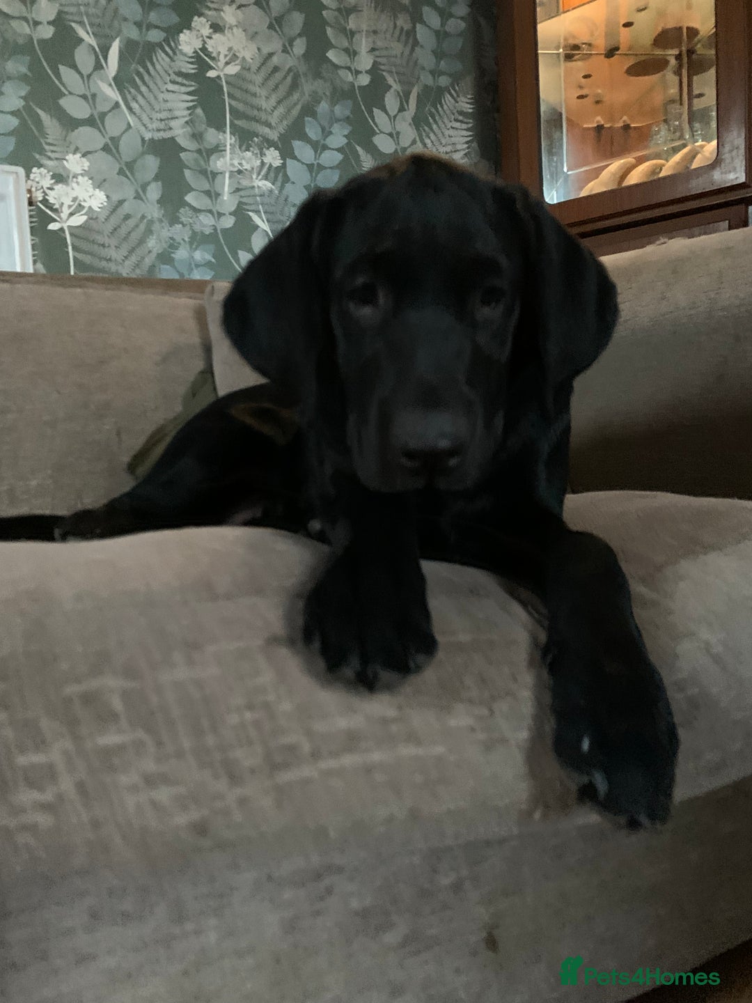 Labrador Retriever dogs for sale: KC Labrador puppy 🐾 - Image 3