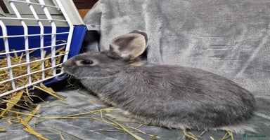 Mixed Breed rabbits - Advert 10