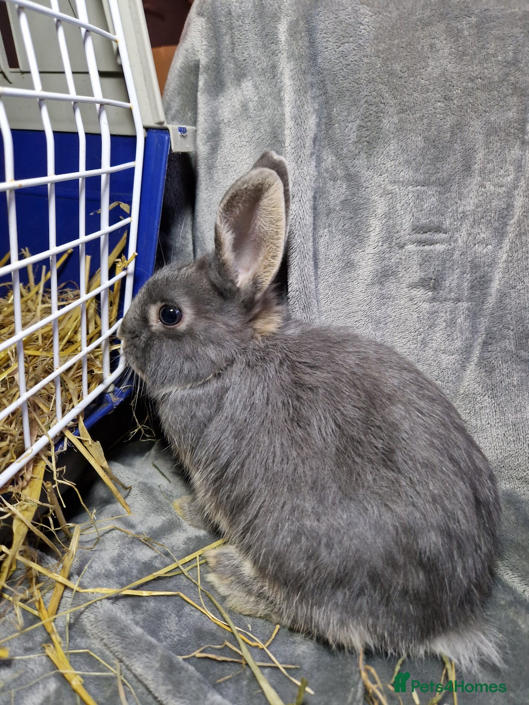 Mixed Breed rabbits for sale: Handsome young lilac otter bunny boy - Image 3