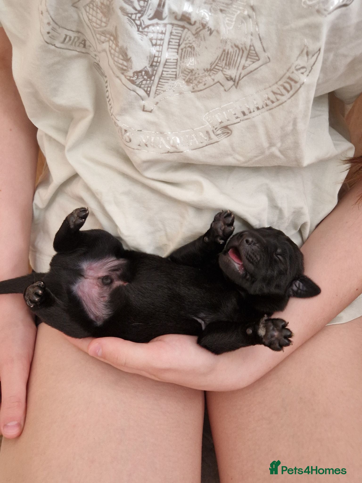 Labrador Retriever dogs Black Lab Pups INT FT Ch Sire Champion Bloodlines - Advert 2