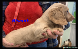 Miniature Dachshund dogs for sale: Beautiful Miniature Dachshunds. - Advert 4