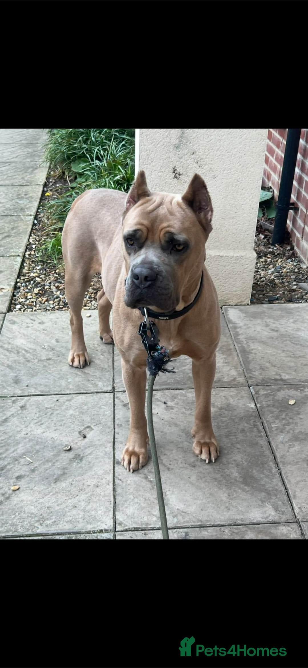 Cane Corso dogs for sale: Cane Corso Puppies – Champion European Lines - Advert 3