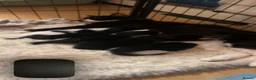 Mixed Breed cats for sale: Gorgeous long haired kittens for sale - Advert 2