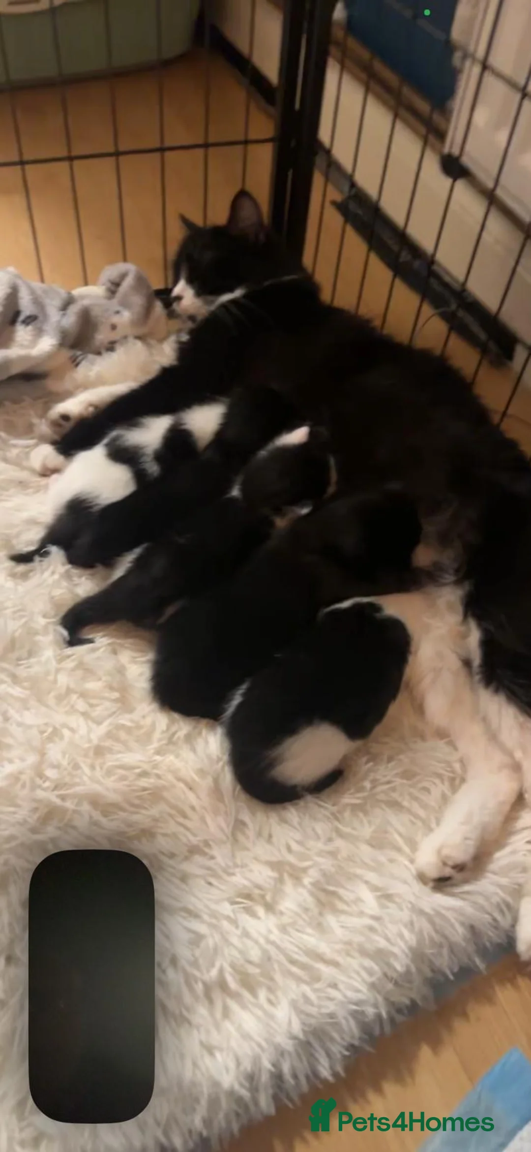 Mixed Breed cats for sale: Gorgeous long haired kittens for sale - Advert 2
