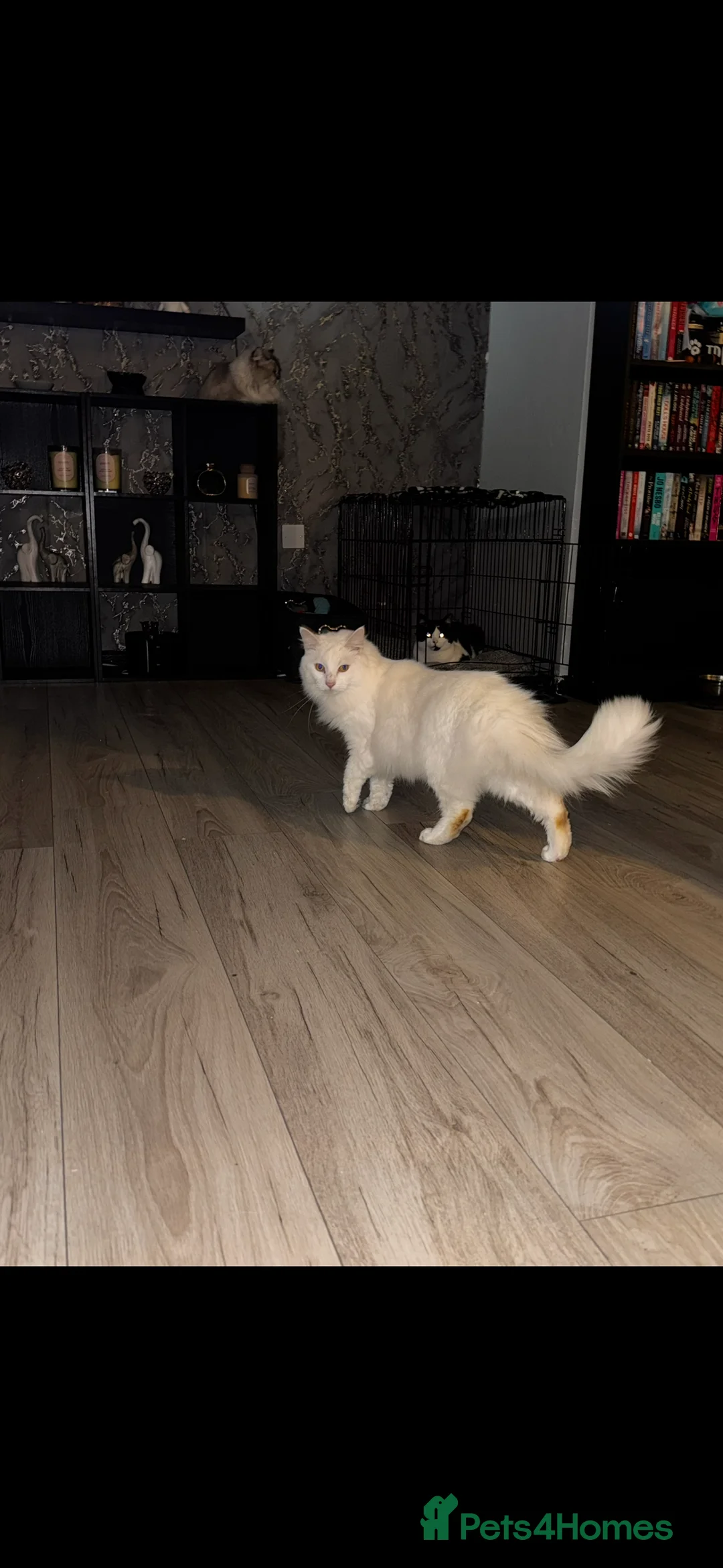 Mixed Breed cats for sale: Beautiful white long hair  - Advert 2