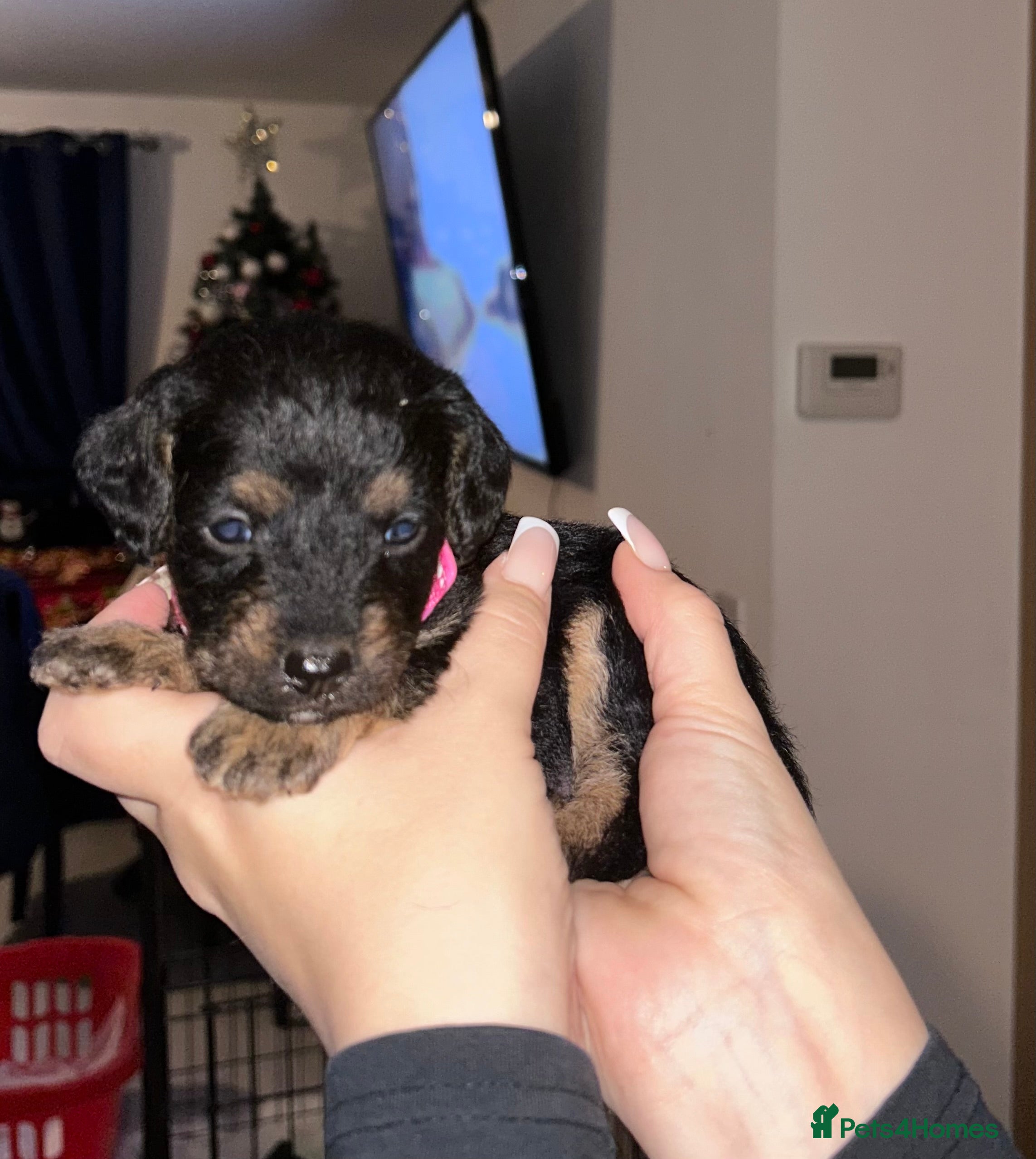 Mixed Breed dogs Patterpoos - Advert 11