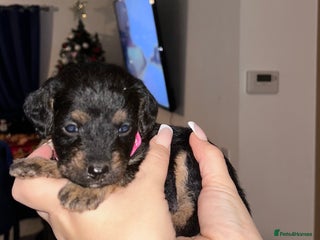 Mixed Breed dogs Patterpoos - Advert 3